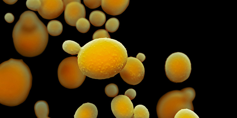 graphic of Candida, a key marker detected by the 10X Health Gut Health Test